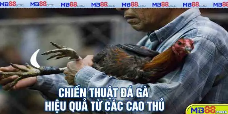 Đá Gà MB88: Trải Nghiệm Trực Tuyến Hấp Dẫn Cho Kê Thủ 5 Chiến thuật đá gà hiệu quả từ các cao thủ