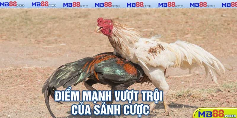 Đá Gà MB88: Trải Nghiệm Trực Tuyến Hấp Dẫn Cho Kê Thủ 2 Điểm mạnh vượt trội của sảnh cược