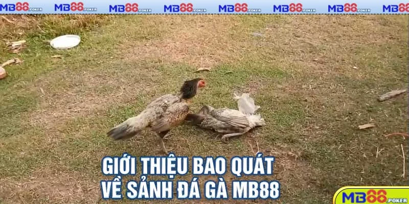Giới thiệu bao quát về sảnh đá gà MB88