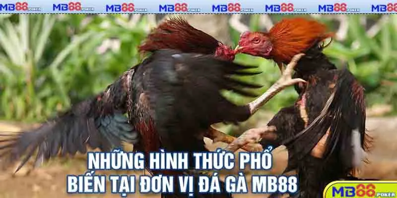 Đá Gà MB88: Trải Nghiệm Trực Tuyến Hấp Dẫn Cho Kê Thủ 3 Những hình thức phổ biến tại đơn vị